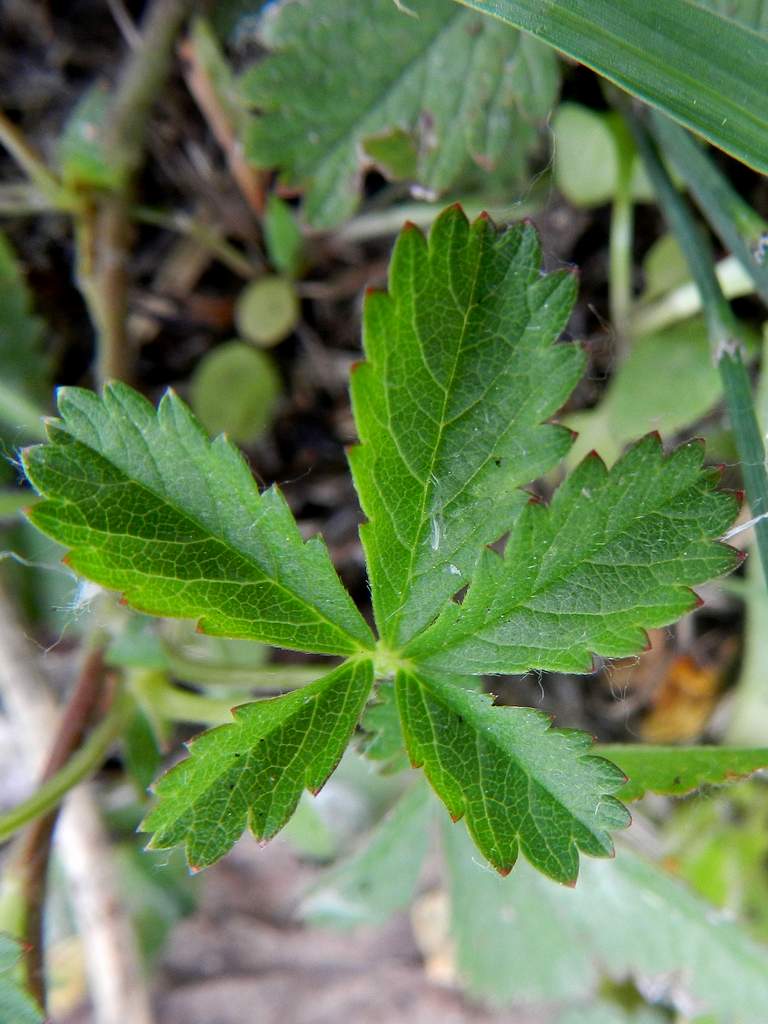 Potentilla reptans